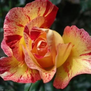 Žlutá - bordova - stromkové růže - Stromkové růže, květy kvetou ve skupinkách