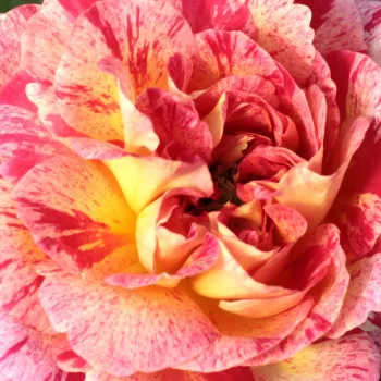 Web trgovina ruža - Floribunda ruže - diskretni miris ruže - žuto - crveno - Camille Pissarro™ - (100-120 cm)