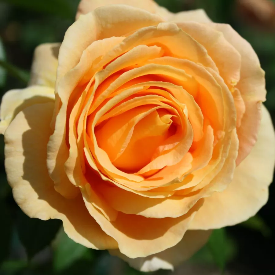 Diszkrét illatú rózsa - Rózsa - Candlelight® - kertészeti webáruház