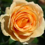 Hybrydowa róża herbaciana - róża o dyskretnym zapachu - zapach fiołków - sadzonki róż sklep internetowy - online - Rosa Candlelight® - żółty