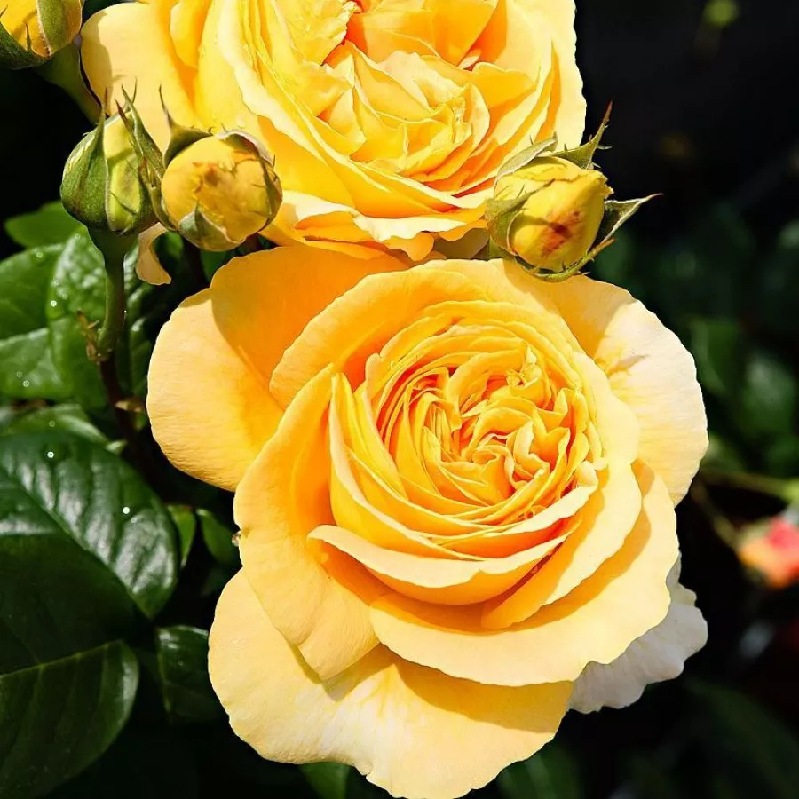 Hibridna čajevka - Ruža - Candlelight® - sadnice ruža - proizvodnja i prodaja sadnica