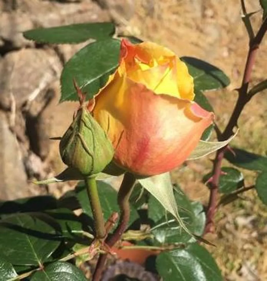 Róża o dyskretnym zapachu - Róża - Candlelight® - róże sklep internetowy