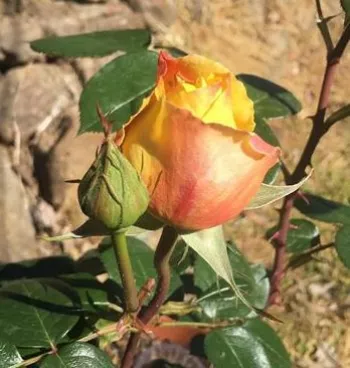 Rosa Candlelight® - sárga - nosztalgia rózsa