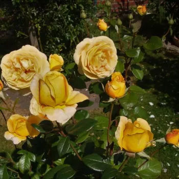 Aranysárga - nosztalgia rózsa - diszkrét illatú rózsa - ibolya aromájú