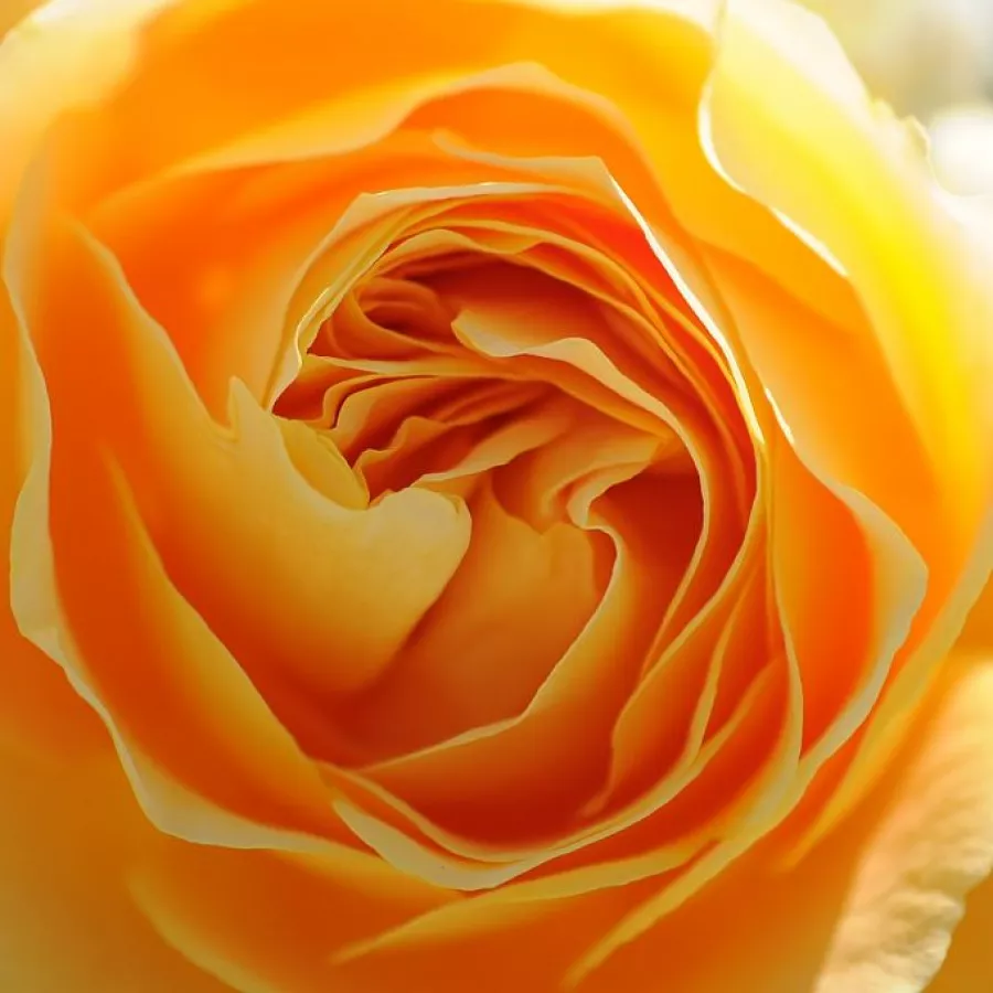 Csúcsos - Rózsa - Candlelight® - online rózsa vásárlás