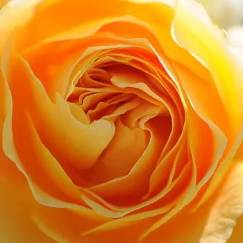 Online rózsa vásárlás - sárga - teahibrid rózsa - diszkrét illatú rózsa - ibolya aromájú - Candlelight® - (80-100 cm)