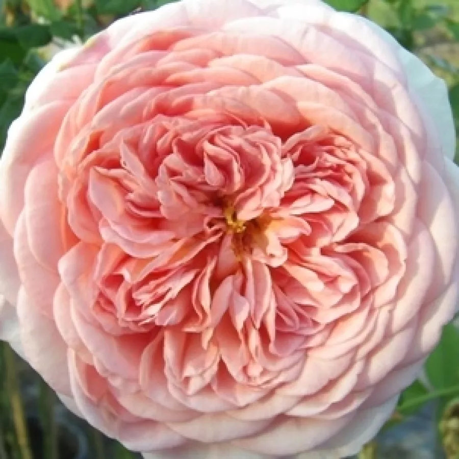 Angielska róża - Róża - Candy Rain™ - Szkółka Róż Rozaria
