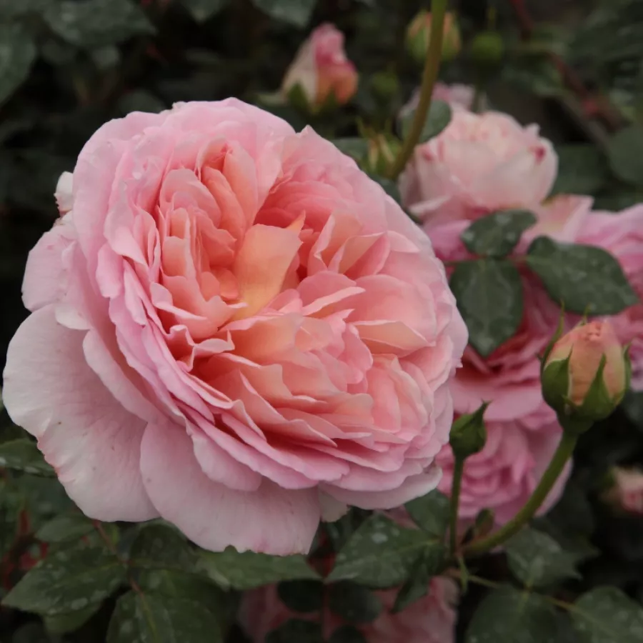 Roz - Trandafiri - Candy Rain™ - Trandafiri online