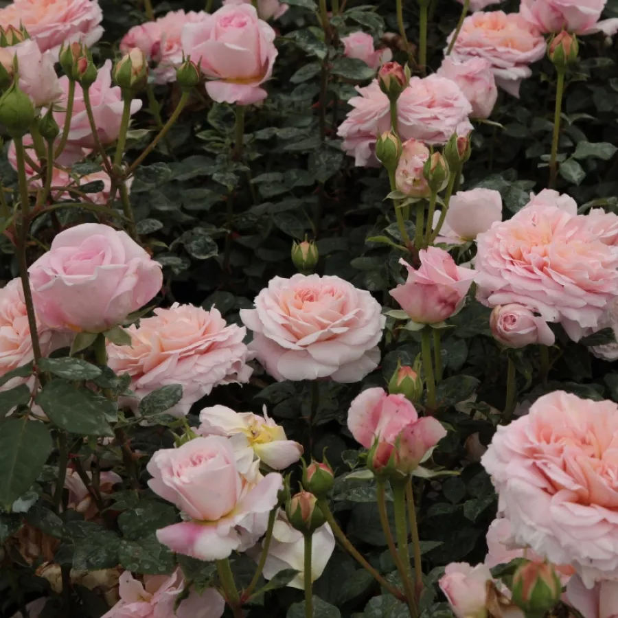 Rosa intensamente profumata - Rosa - Candy Rain™ - Produzione e vendita on line di rose da giardino