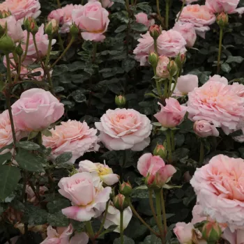 Rosa Candy Rain™ - rózsaszín - angol rózsa