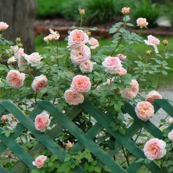 Barackrózsaszín - angol rózsa - intenzív illatú rózsa - mangó aromájú