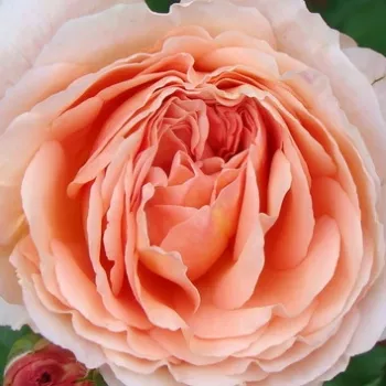 Rózsa kertészet - angol rózsa - rózsaszín - intenzív illatú rózsa - mangó aromájú - Candy Rain™ - (120-300 cm)