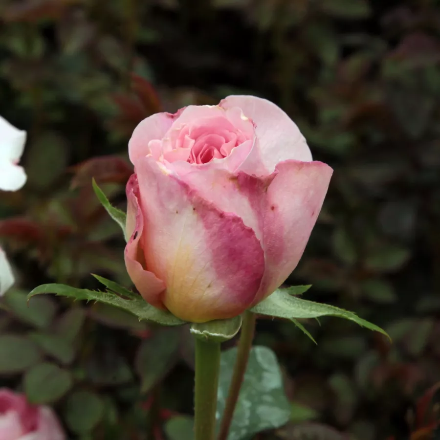 Angolrózsa virágú- magastörzsű rózsafa - Rózsa - Candy Rain™ - Kertészeti webáruház