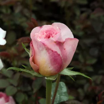 Rosa Candy Rain™ - roz - Trandafir copac cu trunchi înalt - cu flori tip trandafiri englezești - coroană tufiș