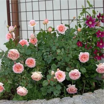 Różowo-brzoskwiniowy - róża pienna - Róże pienne - z kwiatami róży angielskiej