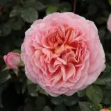 Stromčekové ruže - ružová - Rosa Candy Rain™ - intenzívna vôňa ruží - mango aróma