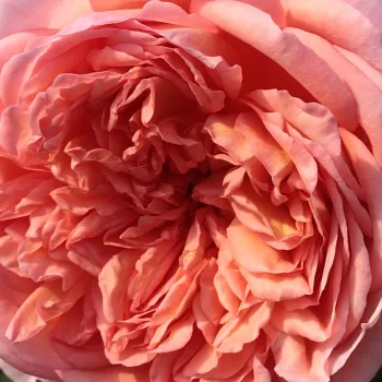 Rozen bestellen en bezorgen - Engelse roos - sterk geurende roos - roze - Candy Rain™ - (120-300 cm)