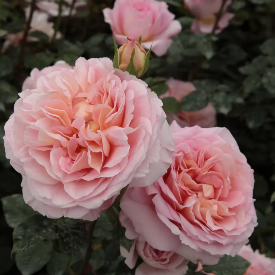 Trandafiri englezești - Trandafiri - Candy Rain™ - comanda trandafiri online