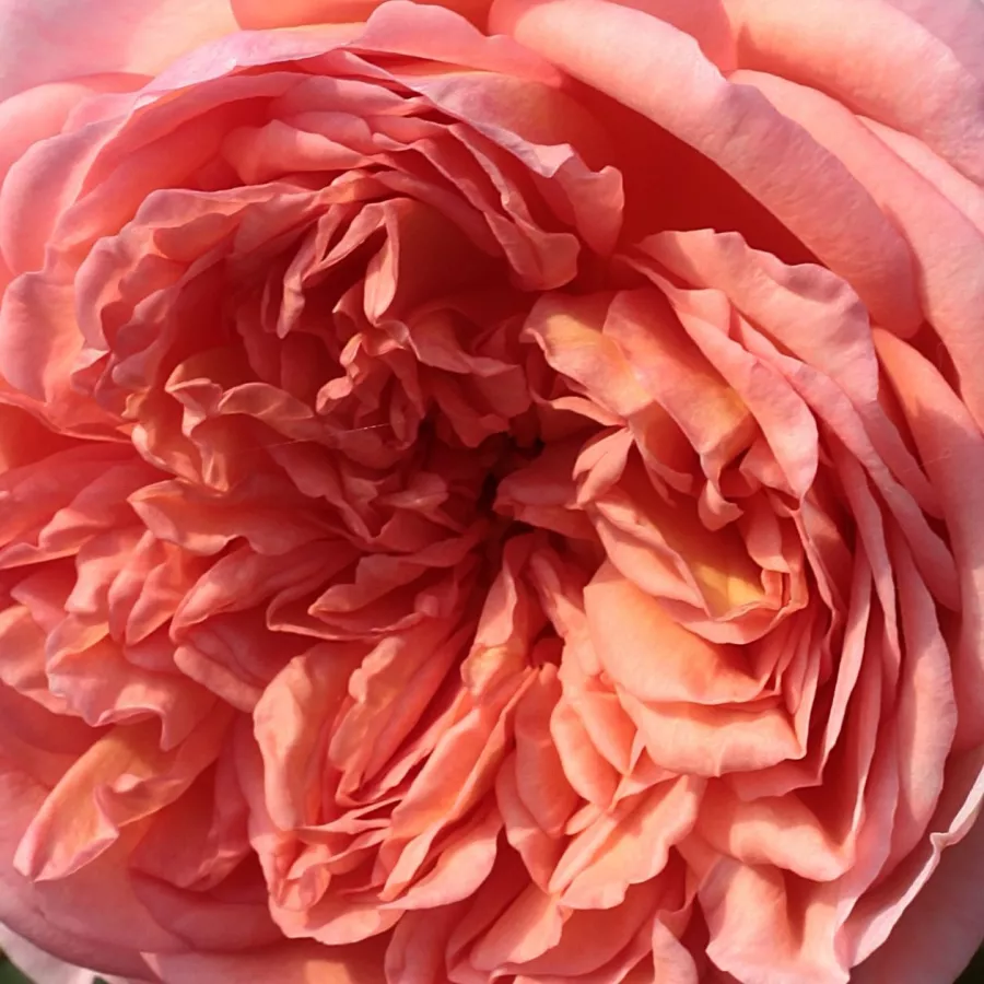 David Austin - Trandafiri - Candy Rain™ - comanda trandafiri online