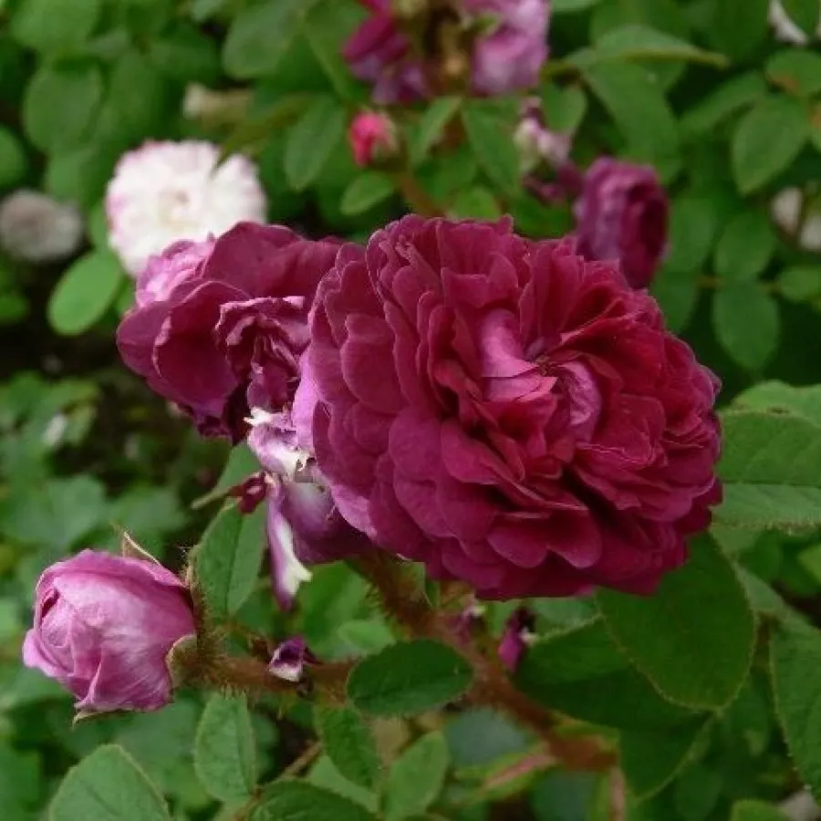 Porpora - Rosa - Capitaine John Ingram - Produzione e vendita on line di rose da giardino
