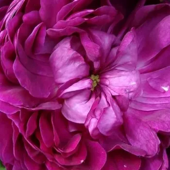 Narudžba ruža - Mahovina ruža - ljubičasta - intenzivan miris ruže - Capitaine John Ingram - (120-180 cm)