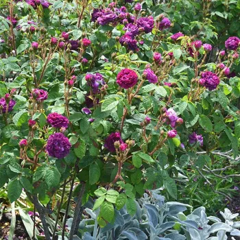 Morado oscuro - árbol de rosas inglés- rosal de pie alto - rosa de fragancia intensa - centifolia