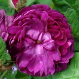 Fioletowy - róża mchowa - róża z intensywnym zapachem - Rosa Capitaine John Ingram - róże sklep internetowy