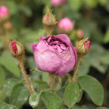 Rosa Capitaine John Ingram - ljubičasta - Mahovina ruža