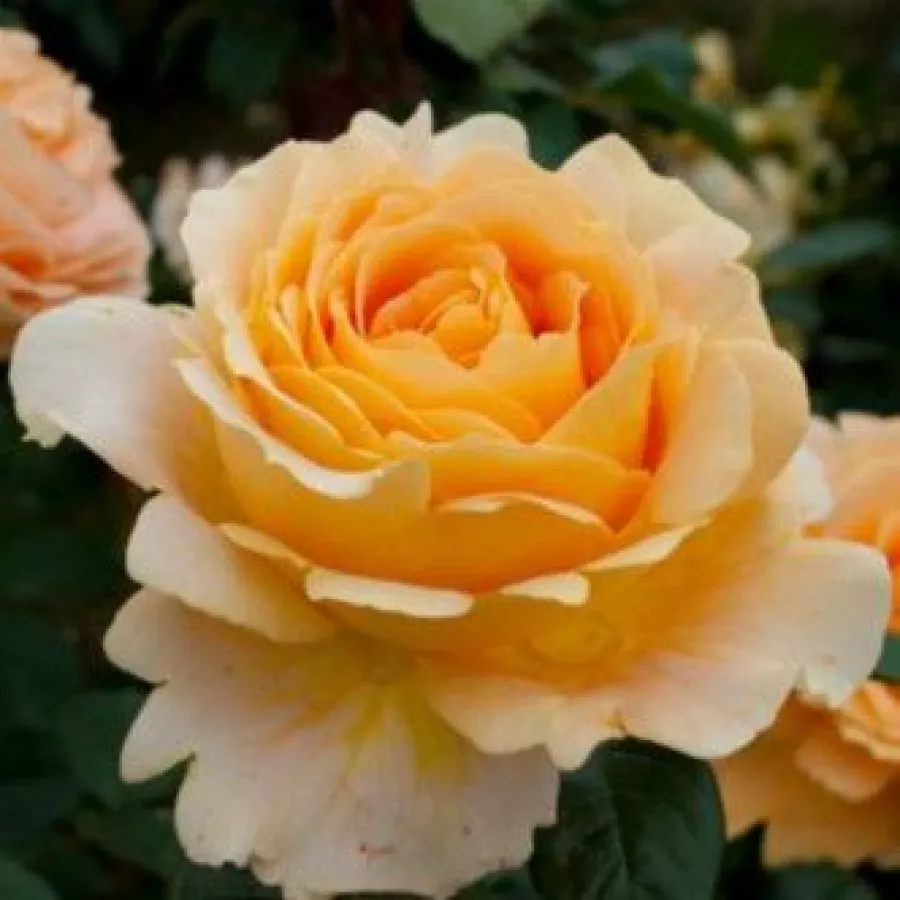 Róża wielkokwiatowa - Hybrid Tea - Róża - Crème brûlée - Szkółka Róż Rozaria