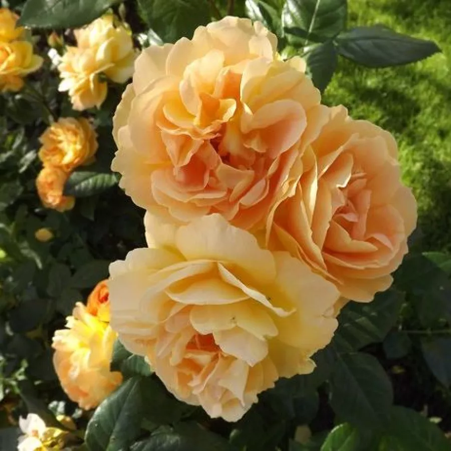 Giallo - Rosa - Crème brûlée - Produzione e vendita on line di rose da giardino