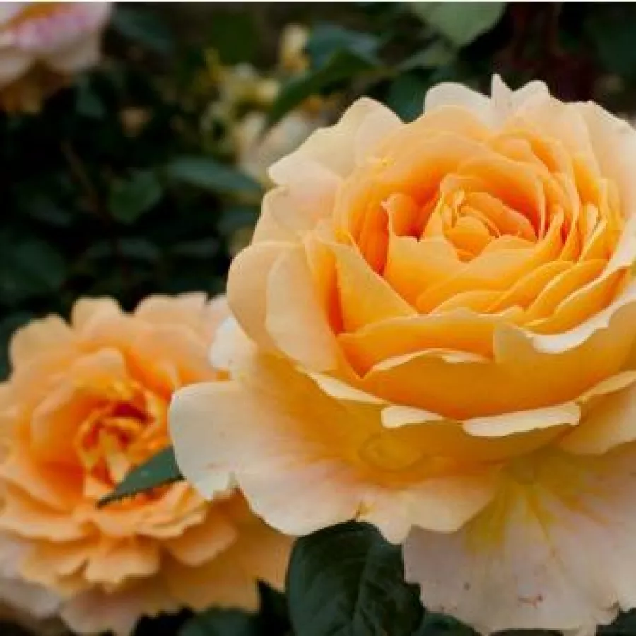 Trandafiri pomisor - Trandafir copac cu trunchi înalt – cu flori teahibrid - Trandafiri - Crème brûlée - 