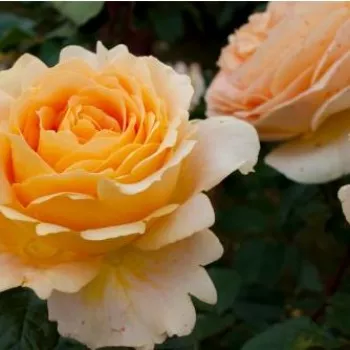 Amarillo crema - árbol de rosas híbrido de té – rosal de pie alto - rosa de fragancia discreta - frutal