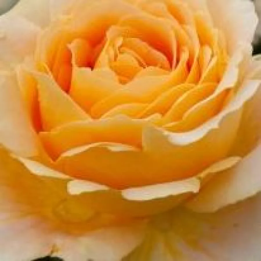 Magányos - Rózsa - Crème brûlée - Kertészeti webáruház