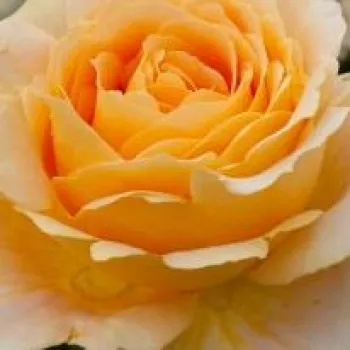 Pedir rosales - amarillo - árbol de rosas híbrido de té – rosal de pie alto - Crème brûlée - rosa de fragancia discreta - frutal