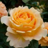 Sárga - diszkrét illatú rózsa - gyümölcsös aromájú - Online rózsa vásárlás - Rosa Crème brûlée - teahibrid rózsa