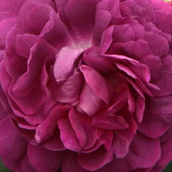 Rózsa kertészet - lila - történelmi - gallica rózsa - Cardinal de Richelieu - diszkrét illatú rózsa - centifólia aromájú - (90-180 cm)