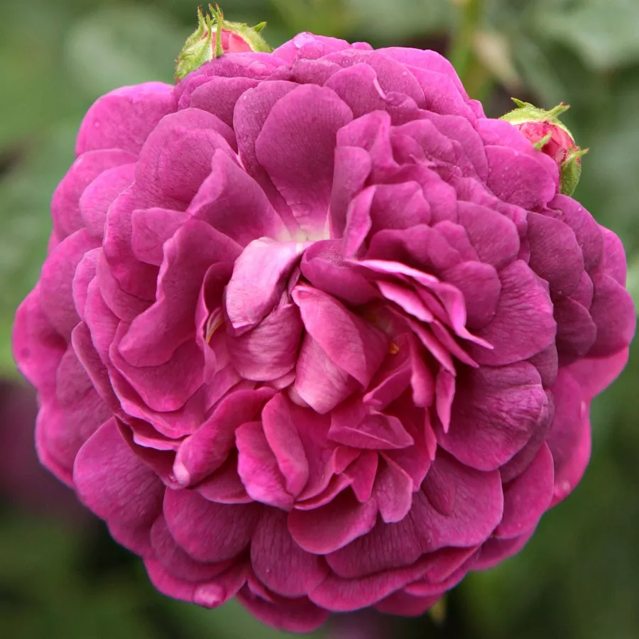 Galska vrtnica - Roza - Cardinal de Richelieu - Na spletni nakup vrtnice