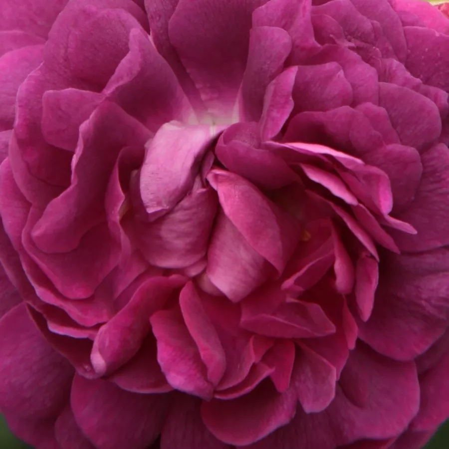 Gallica, Provins, Hybrid China - Rosa - Cardinal de Richelieu - Comprar rosales online