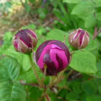 Rosa Cardinal de Richelieu - fialová - stromkové růže - Stromkové růže, květy kvetou ve skupinkách