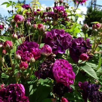 Tmavě fialová s ostružinovo fialovým středem - stromkové růže - Stromkové růže, květy kvetou ve skupinkách