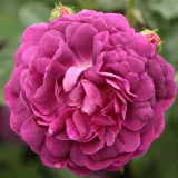 Csokros virágú - magastörzsű rózsafa - Online rózsa rendelés - lila - Rosa Cardinal de Richelieu - diszkrét illatú rózsa - centifólia aromájú