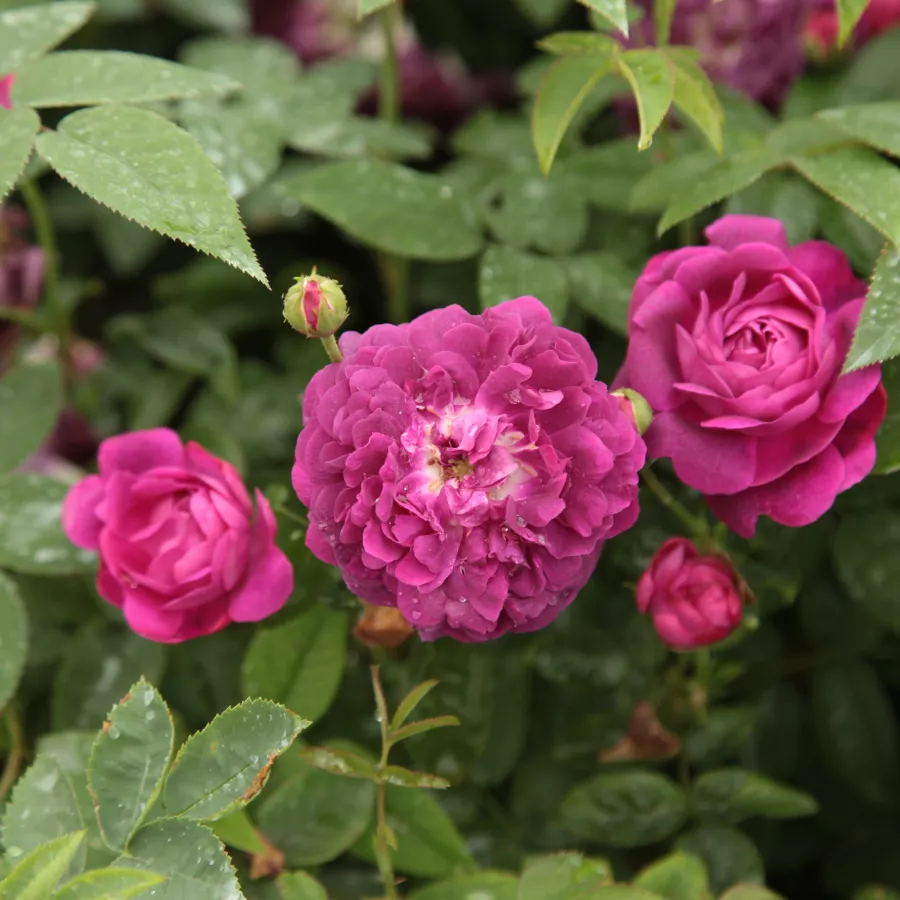 Trandafiri Gallica - Trandafiri - Cardinal de Richelieu - comanda trandafiri online