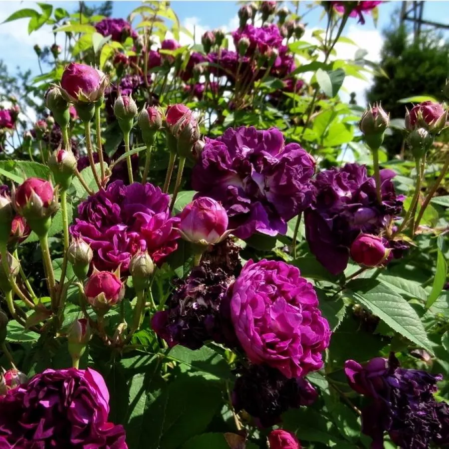 Tömvetelt virágú - Rózsa - Cardinal de Richelieu - online rózsa vásárlás