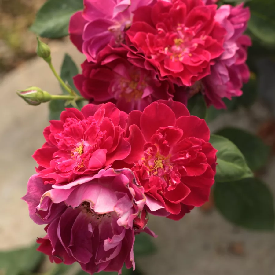 Rosso - purpureo - Rosa - Cardinal Hume - Produzione e vendita on line di rose da giardino