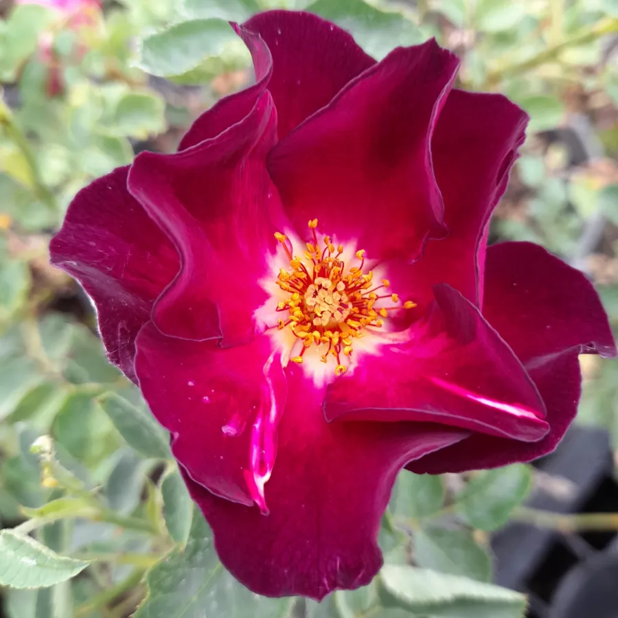 Lila - vörös - Rózsa - Cardinal Hume - Kertészeti webáruház