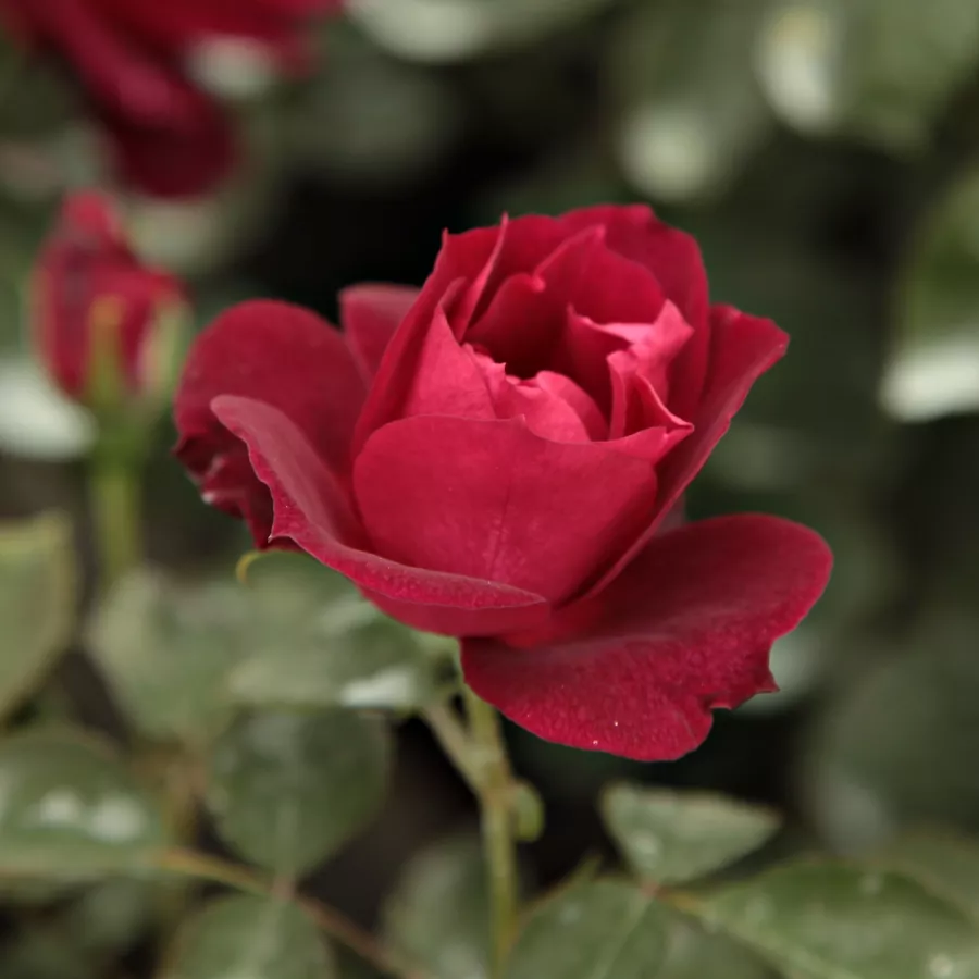 árbol de rosas de flores en grupo - rosal de pie alto - Rosa - Cardinal Hume - rosal de pie alto