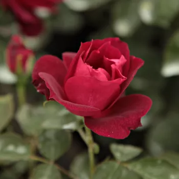 Rosa Cardinal Hume - fialová - červená - stromčekové ruže - Stromkové ruže, kvety kvitnú v skupinkách