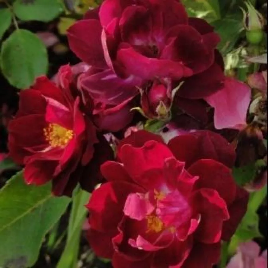 120-150 cm - Rosa - Cardinal Hume - rosal de pie alto