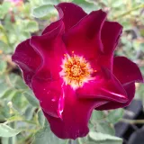 Stromčekové ruže - fialová - červená - Rosa Cardinal Hume - intenzívna vôňa ruží - citrónová príchuť