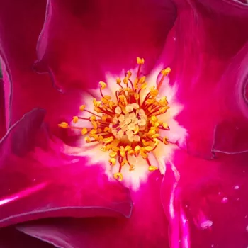 Online rózsa vásárlás - lila - vörös - intenzív illatú rózsa - citrom aromájú - Cardinal Hume - parkrózsa - (75-180 cm)